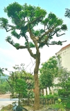 Cây Sổ Bà