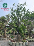 Cây Khế