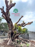 Cây Sổ Bà