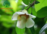 Cây Sổ Bà