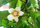 Cây Sổ Bà