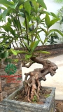 Cây Sổ Bà