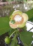 Cây Sổ Bà