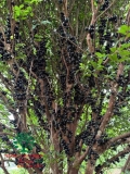 Cây Nho Thân Gỗ