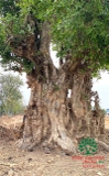 CÂY DUỐI