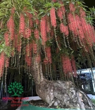 Cây Lộc Vừng