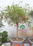 Cây Lựu