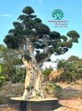Cây Duối