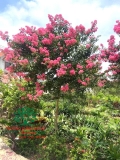 Hoa Tường Vy