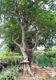 Cây Bồ Quân