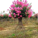 Hoa Tường Vy
