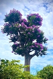 Cây Bằng Lăng