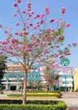 Cây Kèn Hồng