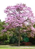 Cây Kèn Hồng