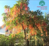 Cây Lộc Vừng
