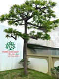 Cây Trứng Gà
