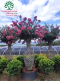 Hoa Tường Vy