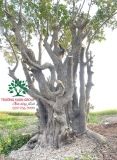 Cây Lộc Vừng
