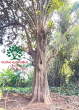 Cây Vú Sữa