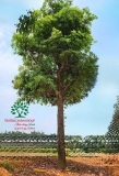 Cây Hồng Xiêm