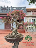 Cây hoa Sứ