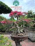 Cây hoa Sứ