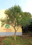 Cây Lựu