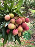 CÂY VẢI