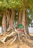 CÂY DUỐI