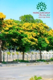 Cây Giáng Hương