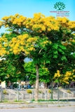 Cây Giáng Hương