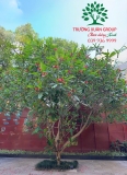 Cây Đại