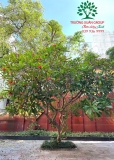 Cây Đại