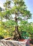 Cây Khế