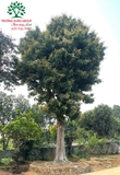 Cây Xoài