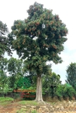 CÂY VẢI