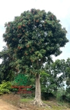 CÂY VẢI