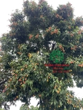 CÂY VẢI