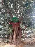 Cây Đa