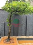 Cây Khế