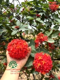 CÂY HOA MẪU ĐƠN TA (TRUYỀN THỐNG)