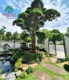 SÂN VƯỜN 35