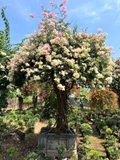 Hoa Giấy