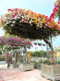 Hoa Giấy