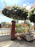 Hoa Giấy