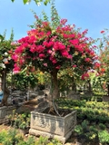 Hoa Giấy