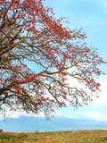 CÂY GẠO