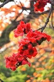 CÂY GẠO