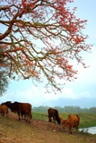 CÂY GẠO