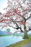 CÂY GẠO